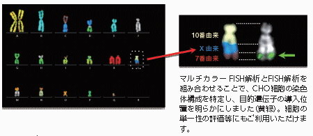 染色体解析サービス Fish解析 Q G Band マルチカラー 和研薬株式会社 受託オンライン Wakenyaku Co Ltd Commissioned Research Online