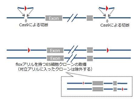 CRISPR/Cas9による遺伝子改変マウス作製受託サービス | 和研薬株式会社 受託オンライン